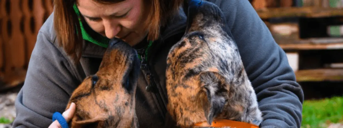 Naponta több száz kutyáról gondoskodnak az ASKA menhelyén, mindig szükség van segítségre
