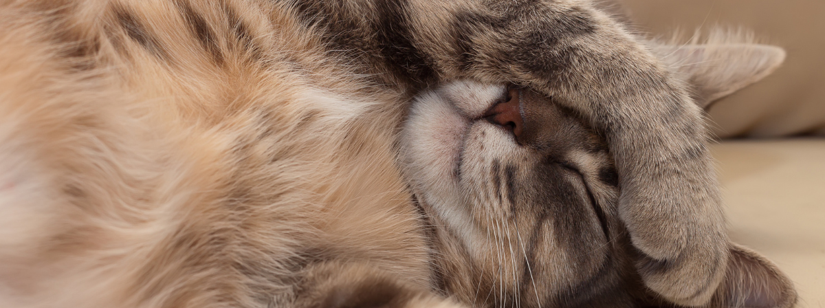 Álomszuszék macskák – miért alszanak olyan sokat?