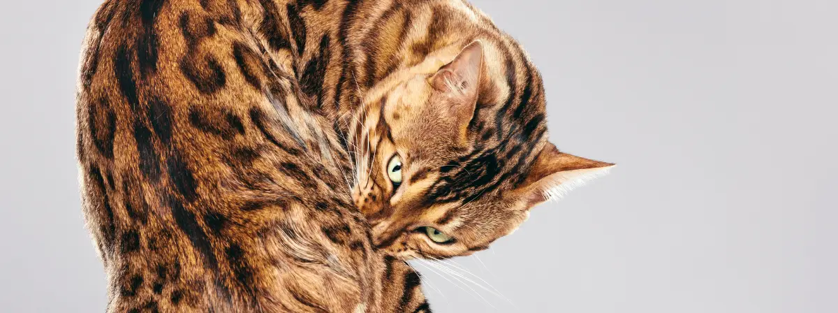 Leopárd bőrbe bújt kedvencünk, a bengáli macska – Fajtaleírás