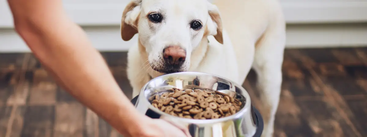 Mikor etessük kutyánkat hipoallergén táppal? 