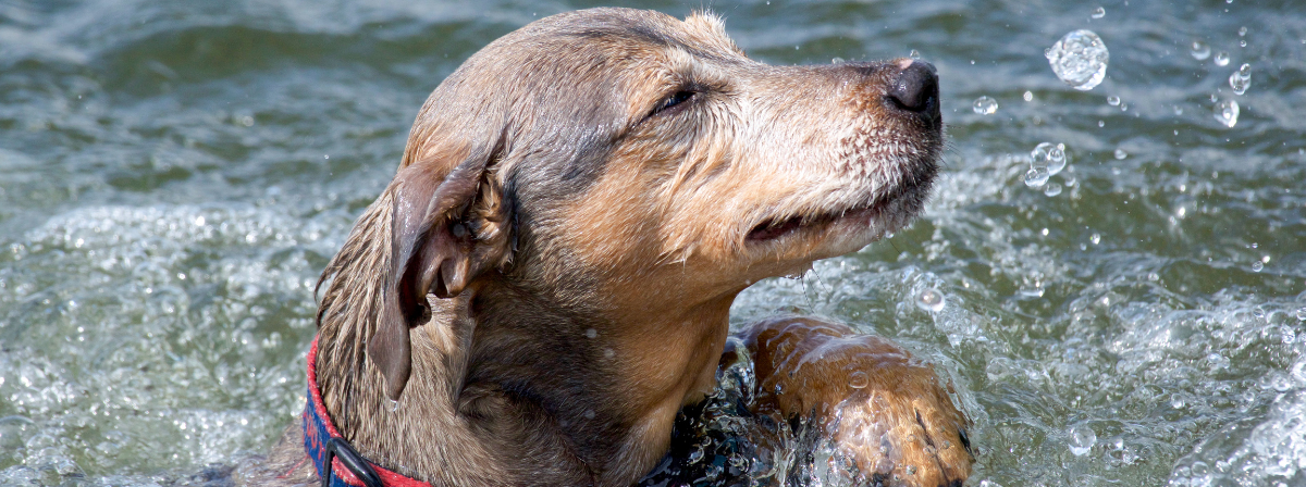 Kutya a vízben! Minden, amit tudnod kell, mielőtt úszni viszed a kutyádat!
