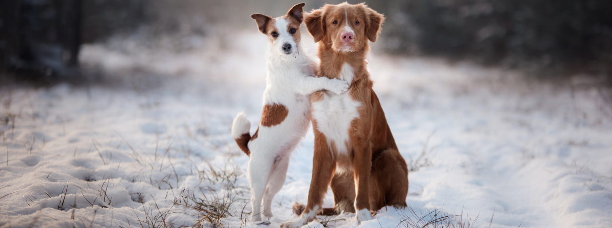 Hogyan támogassuk hatékonyan kutyánk immunrendszerét?