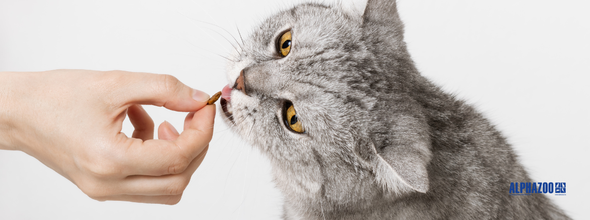 Alutasakos, konzerv vagy száraz táp – mivel etessem a macskámat?