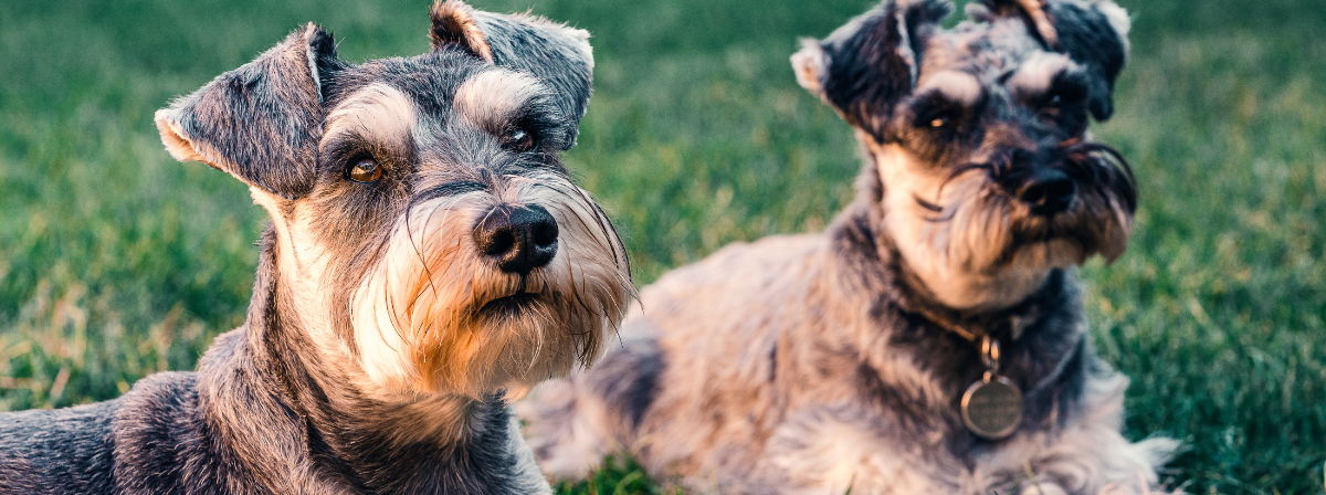 Schnauzer: a dinamikus és intelligens családtag