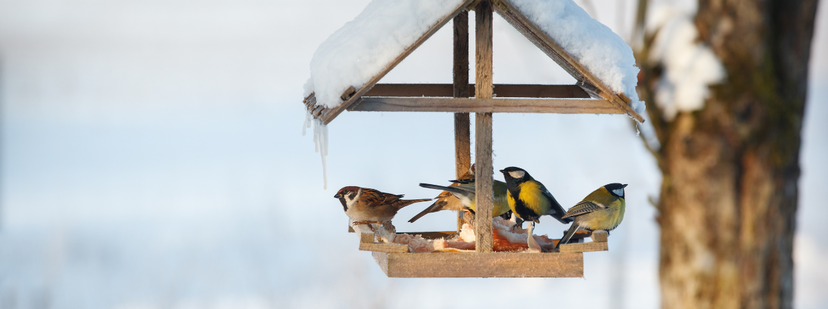 Minden, amit tudnod kell a madarak téli etetéséről 