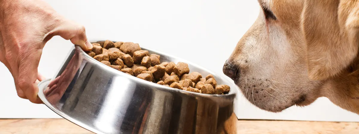 Mikor és miért hasznos a gabonamentes táplálás kutyáknál? 