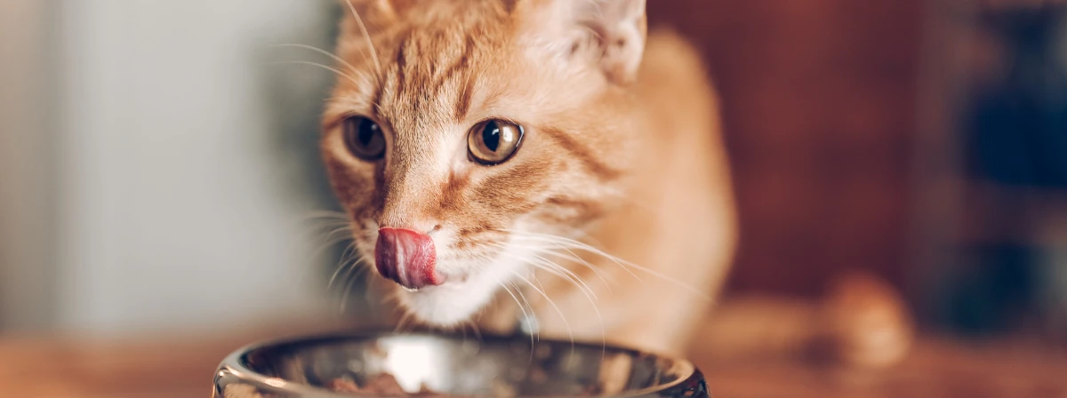 Hogyan segíthetnek a gyógytápok cicánk egészségének megőrzésében?