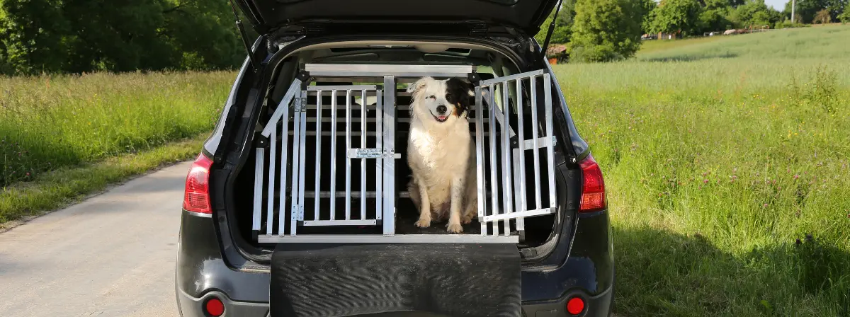 Hogyan szoktasd hozzá kutyádat a szállító bokszhoz és az autós utazáshoz?