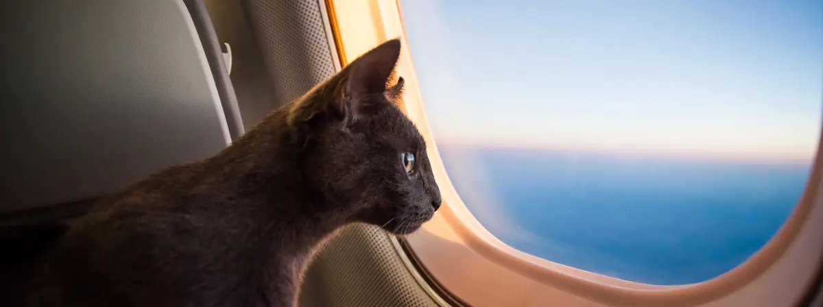 Cica a fedélzeten! Hogyan utazz macskáddal