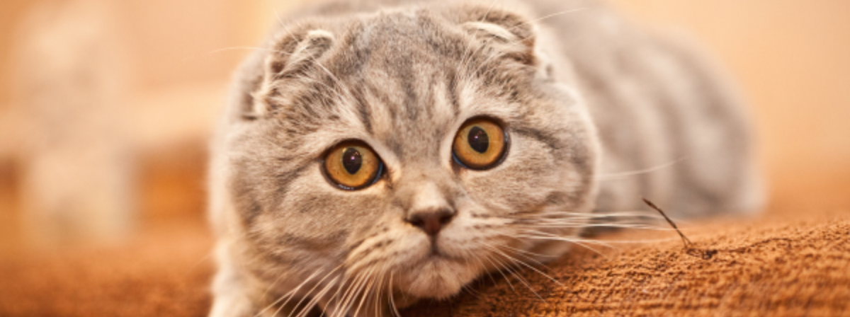Skót lógófülű macska, az életre kelt plüsscica – fajtaleírás